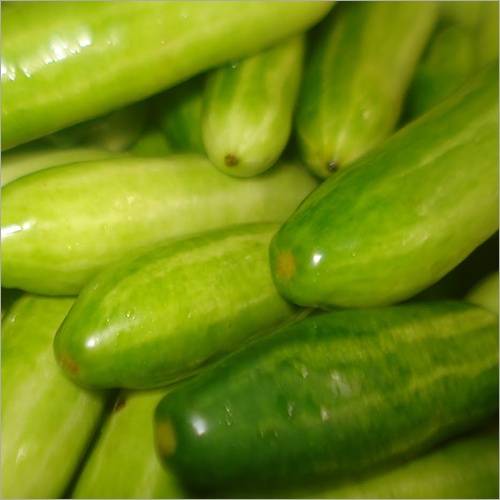 Fresh Cucumber - 6-10 Inches Long, 1-2 Inches in Diameter | Crisp Green Delight with Mild Taste