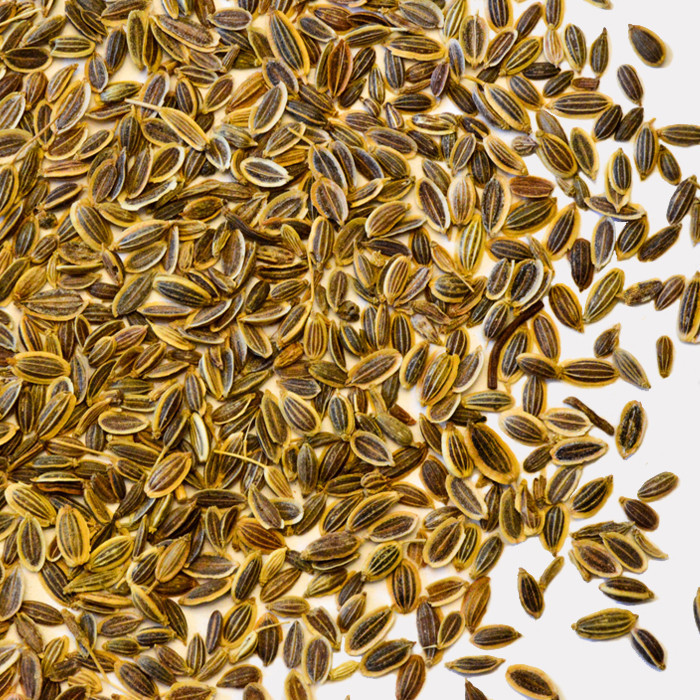 Dill Seeds - Organic Heirloom Variety, High Germination Rate , Premium Quality For Culinary And Medicinal Uses