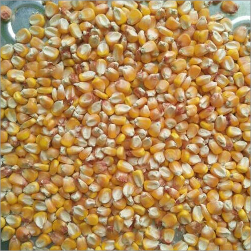  मक्का पोल्ट्री फ़ीड