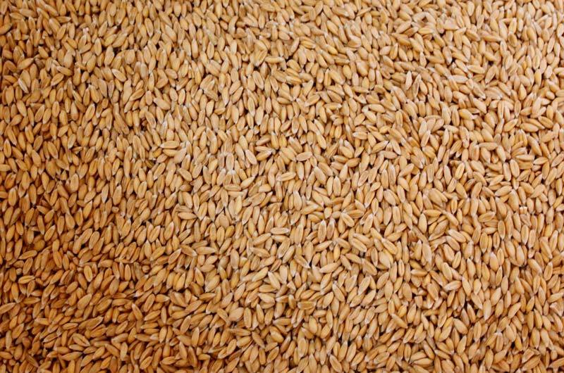 Milling Wheat - Indian Variety, 12% Moisture, 12-14% Protein, Golden Color, <1% Impurities | Bulk/bags For Flour, Bread, Pastry Production