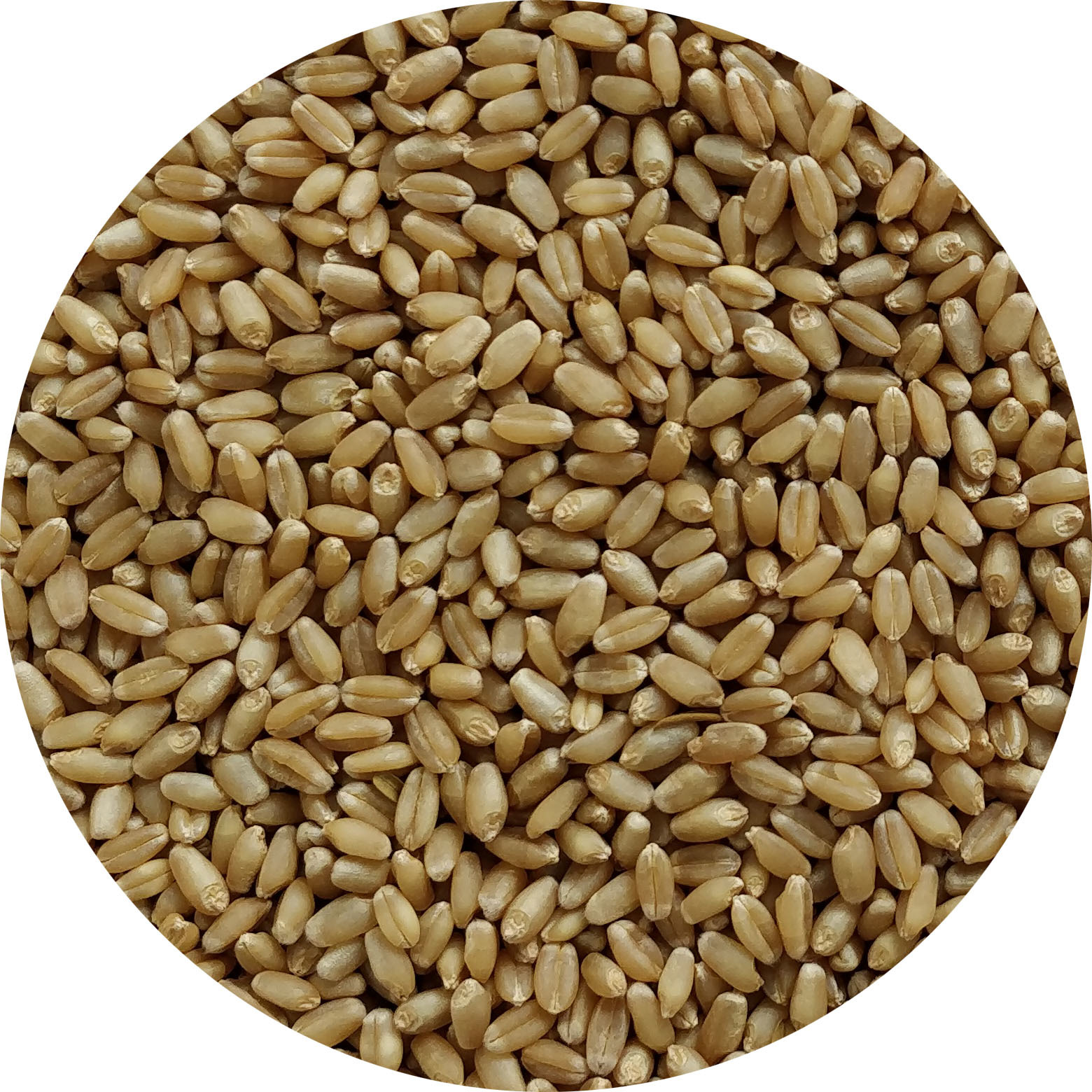 Milling Wheat - Indian Variety, 12% Moisture, 12-14% Protein, Golden Color, <1% Impurities | Bulk/bags For Flour, Bread, Pastry Production
