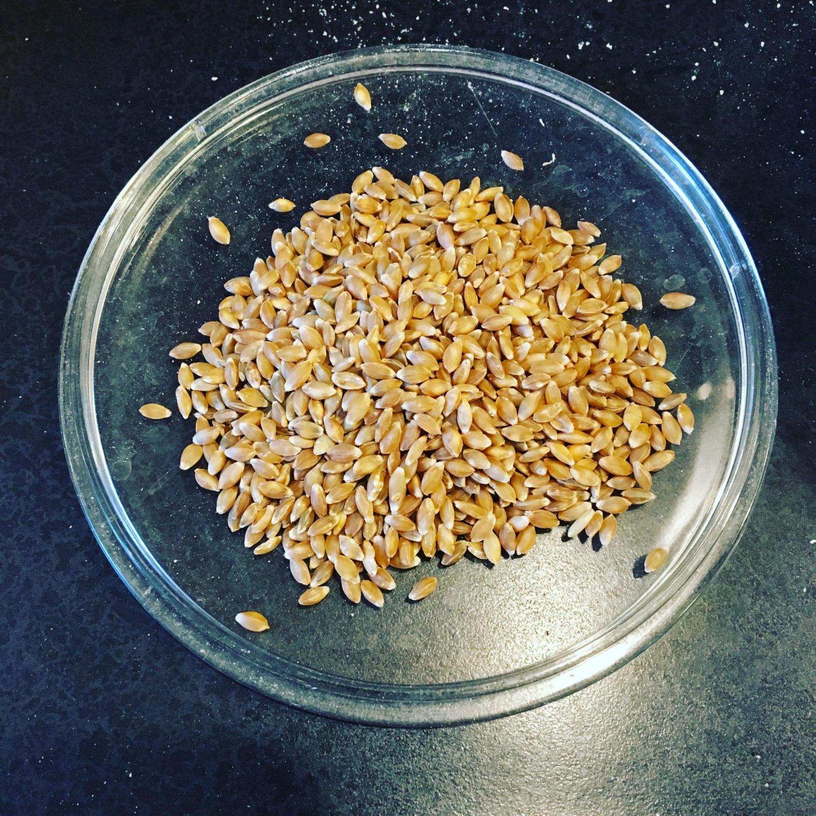 Milling Wheat - Indian Variety, 12% Moisture, 12-14% Protein, Golden Color, <1% Impurities | Bulk/bags For Flour, Bread, Pastry Production