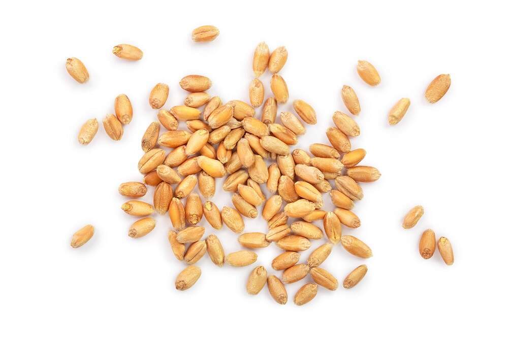 Lokwan Wheat - Fine Quality Grain, Rich In Nutrients And High In Fiber
