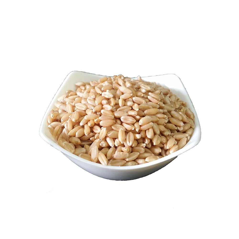 Lokwan Wheat - Fine Quality Grain, Rich In Nutrients And High In Fiber