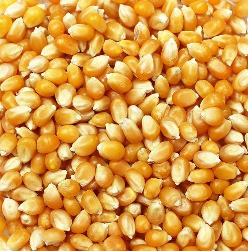 Yellow Maize By Cms Industries