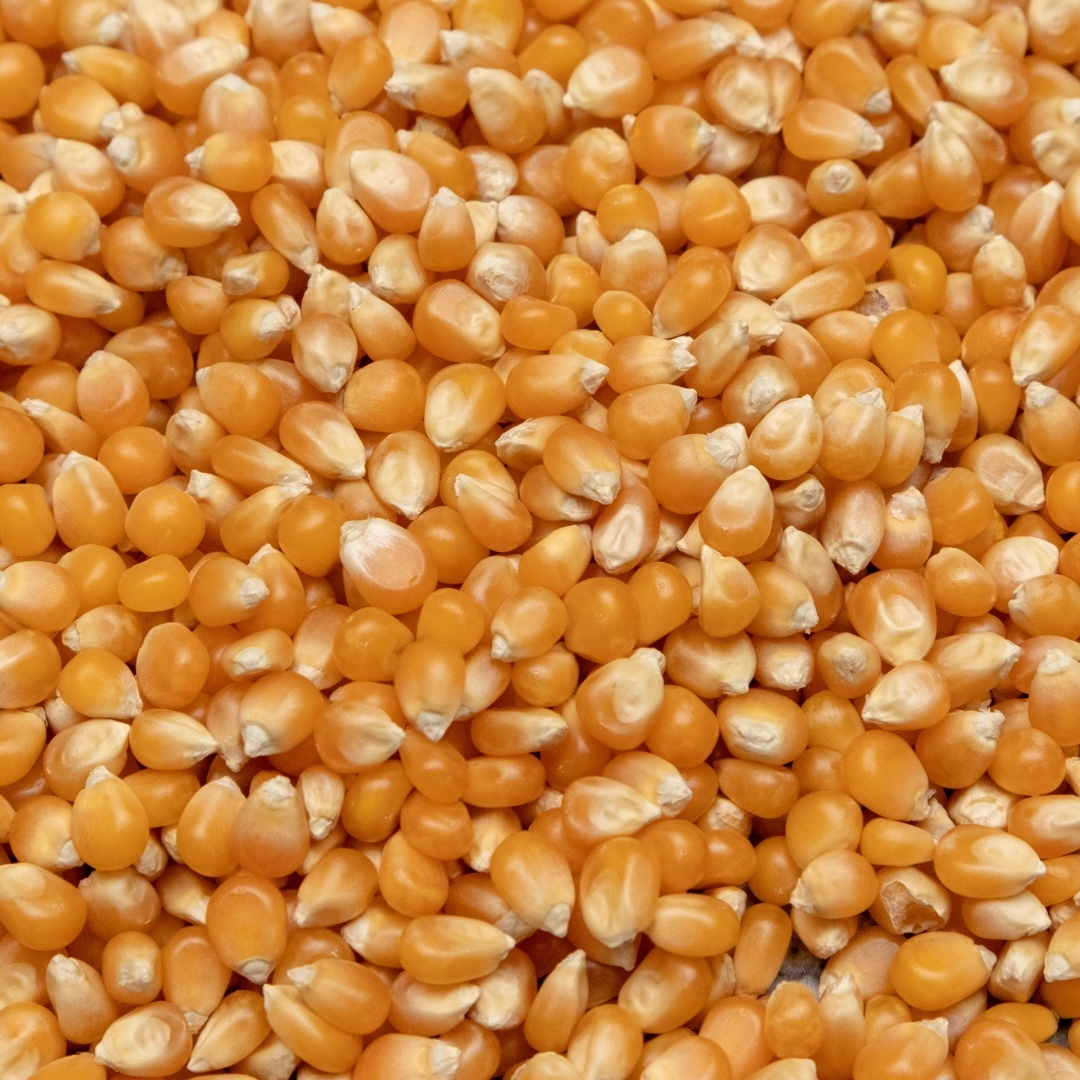 Yellow Maize By Cms Industries