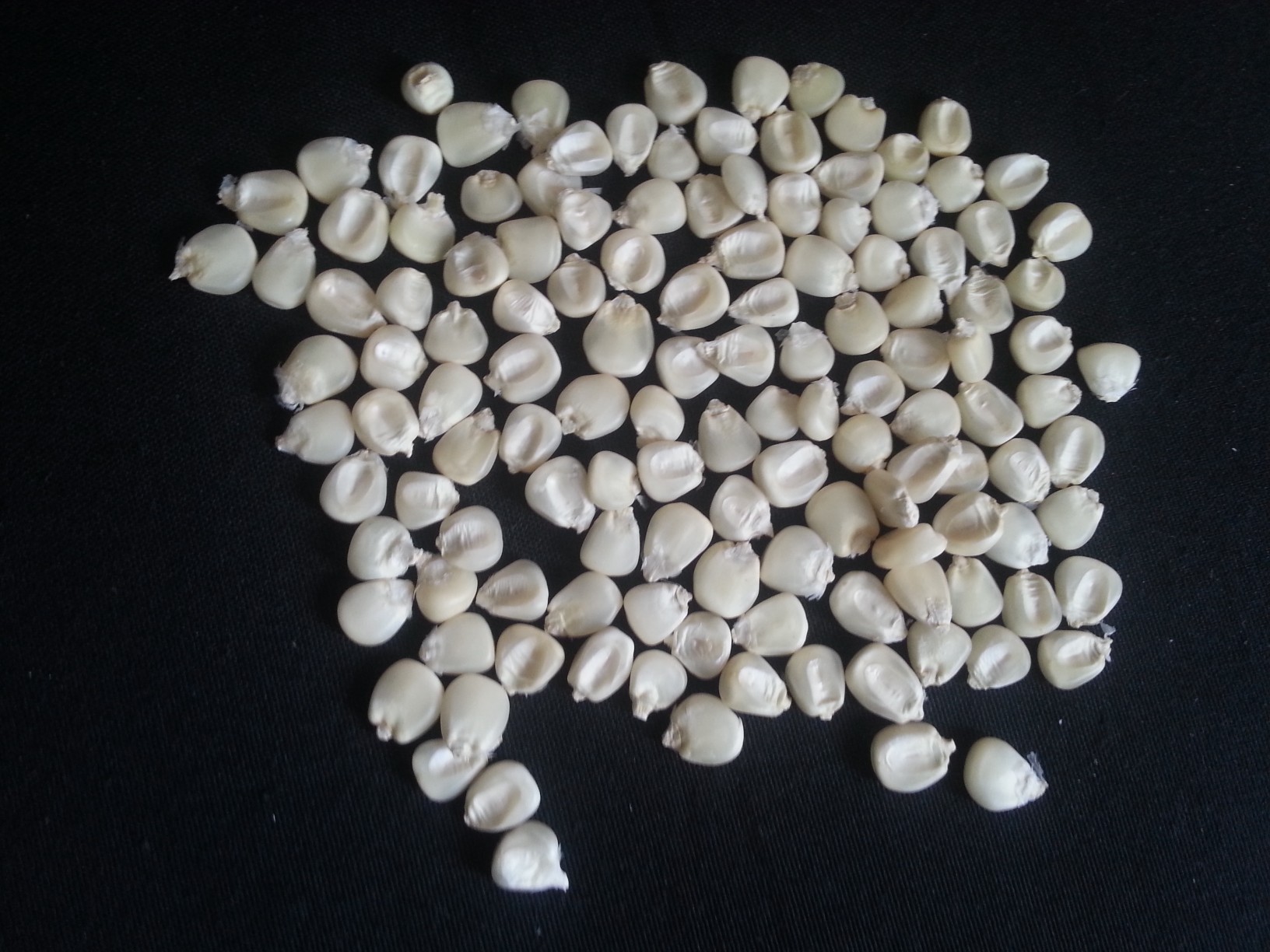 White Corn - Non-gmo Grain | High Nutritional Value, Perfect For Cooking And Baking