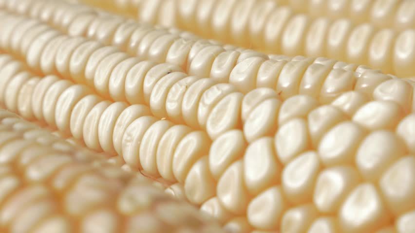 White Maize - 8-10mm Kernels, White Color | Customizable Pack, Easy To Grow, High Yield, Sweet Kernels, Versatile Uses