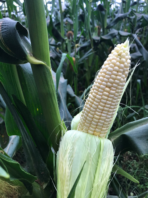 White Maize - 8-10mm Kernels, White Color | Customizable Pack, Easy To Grow, High Yield, Sweet Kernels, Versatile Uses