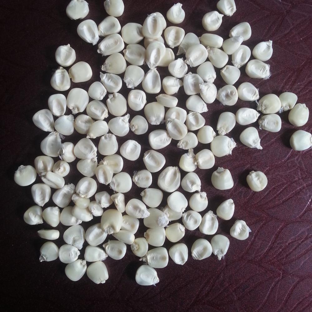 White Maize - 8-10mm Kernels, White Color | Customizable Pack, Easy To Grow, High Yield, Sweet Kernels, Versatile Uses
