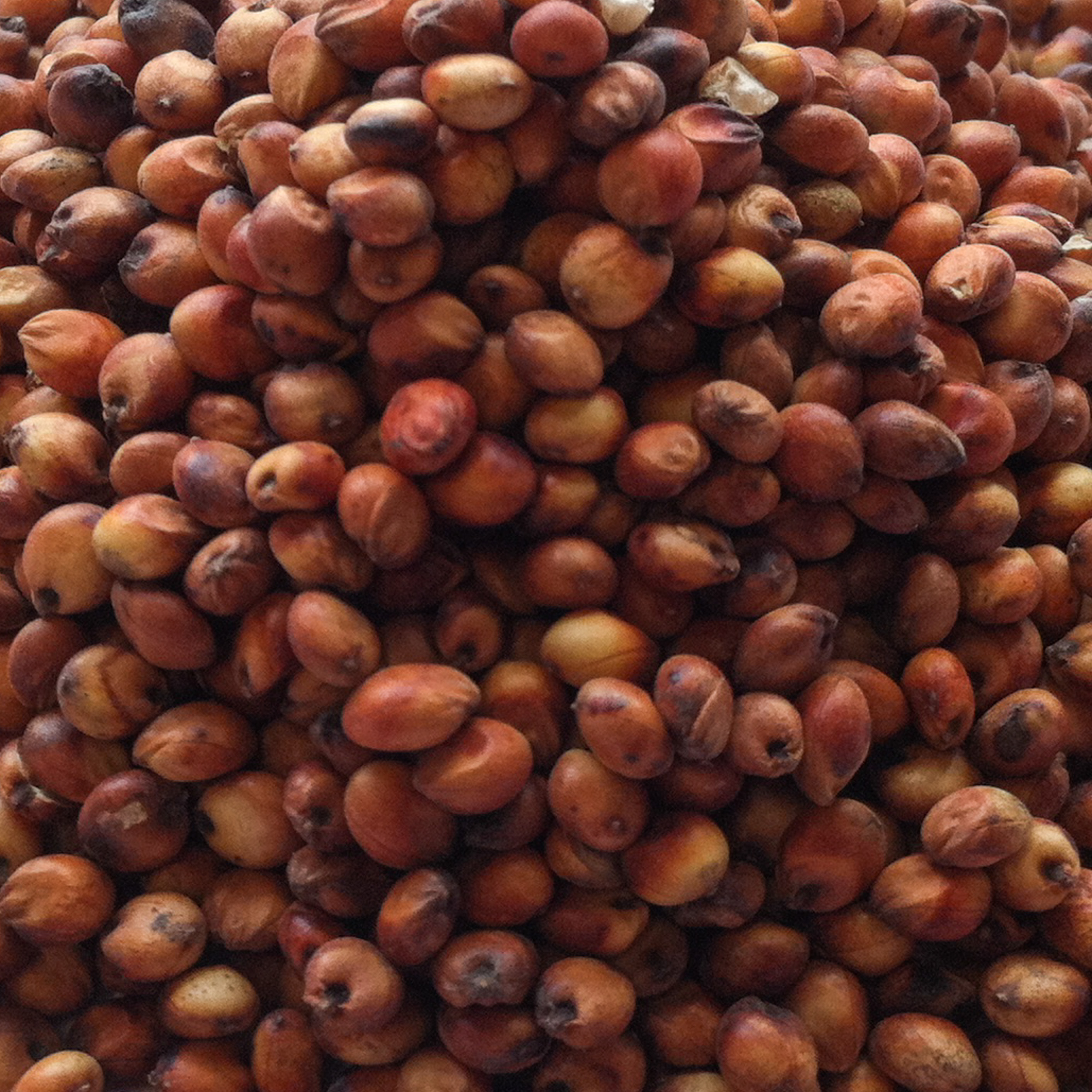 Red Sorghum - Whole Grain, Gluten-free | High Nutritional Value, Rich In Fiber And Antioxidants