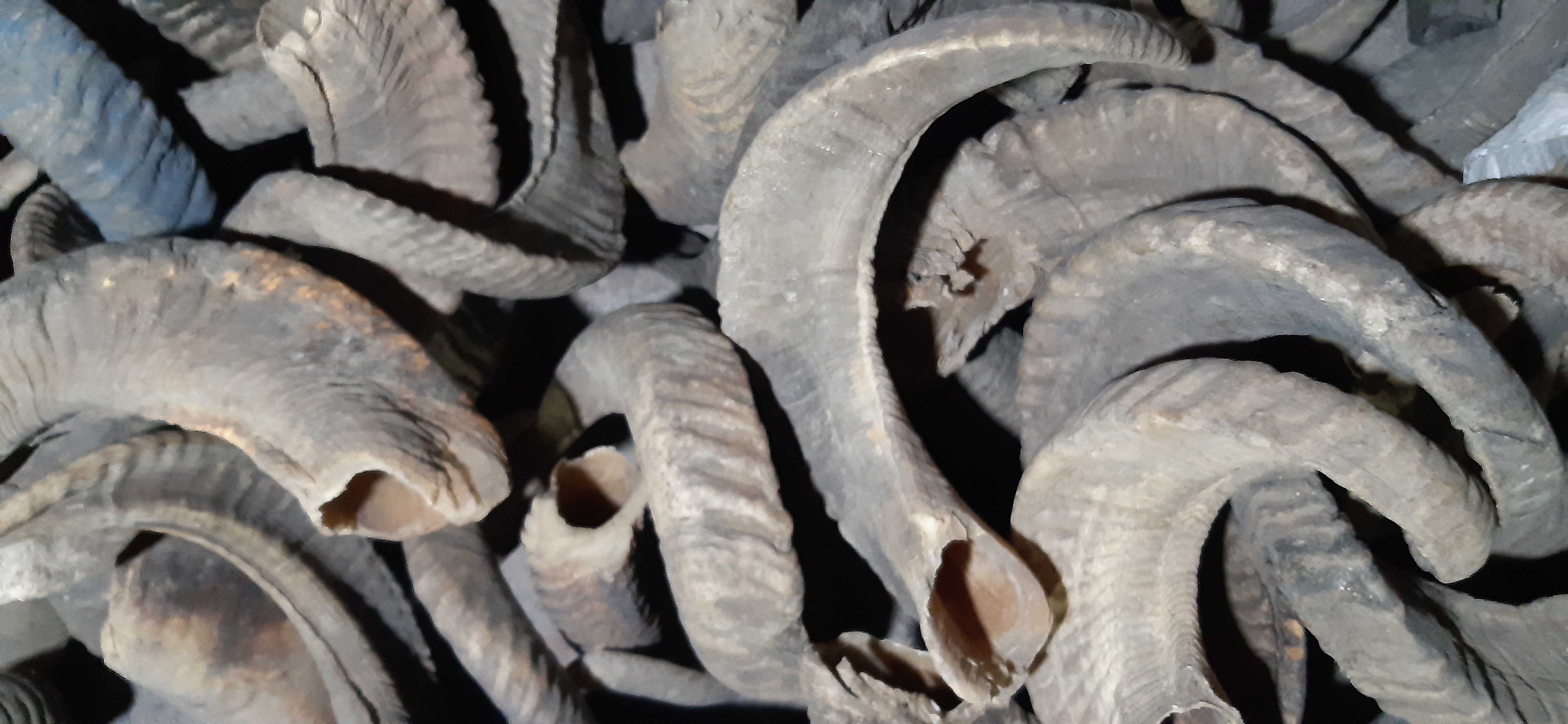 Natural Horn Scale Color
