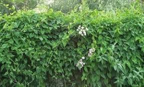 Dried Fleeceflower Root - Grade A Selected Pieces, Herbal Supplement For Black Hair, Supports Intestinal Health And Overall Wellbeing