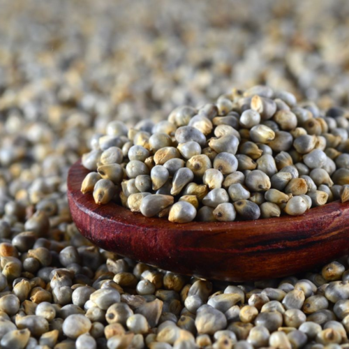 ग्रे बाजरा