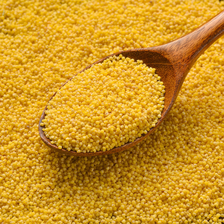 Yellow Bajra