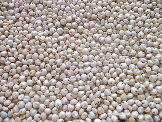 Snow-white Sorghum