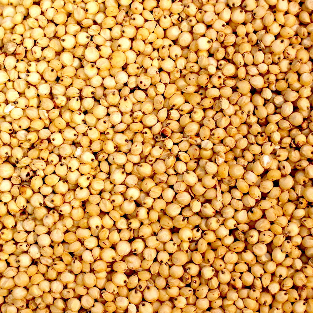 Yellow Sorghum - Premium Quality Jowar Grains, Gluten-free, Rich In Vitamins & Minerals, Ideal For Human Consumption And Animal Feed
