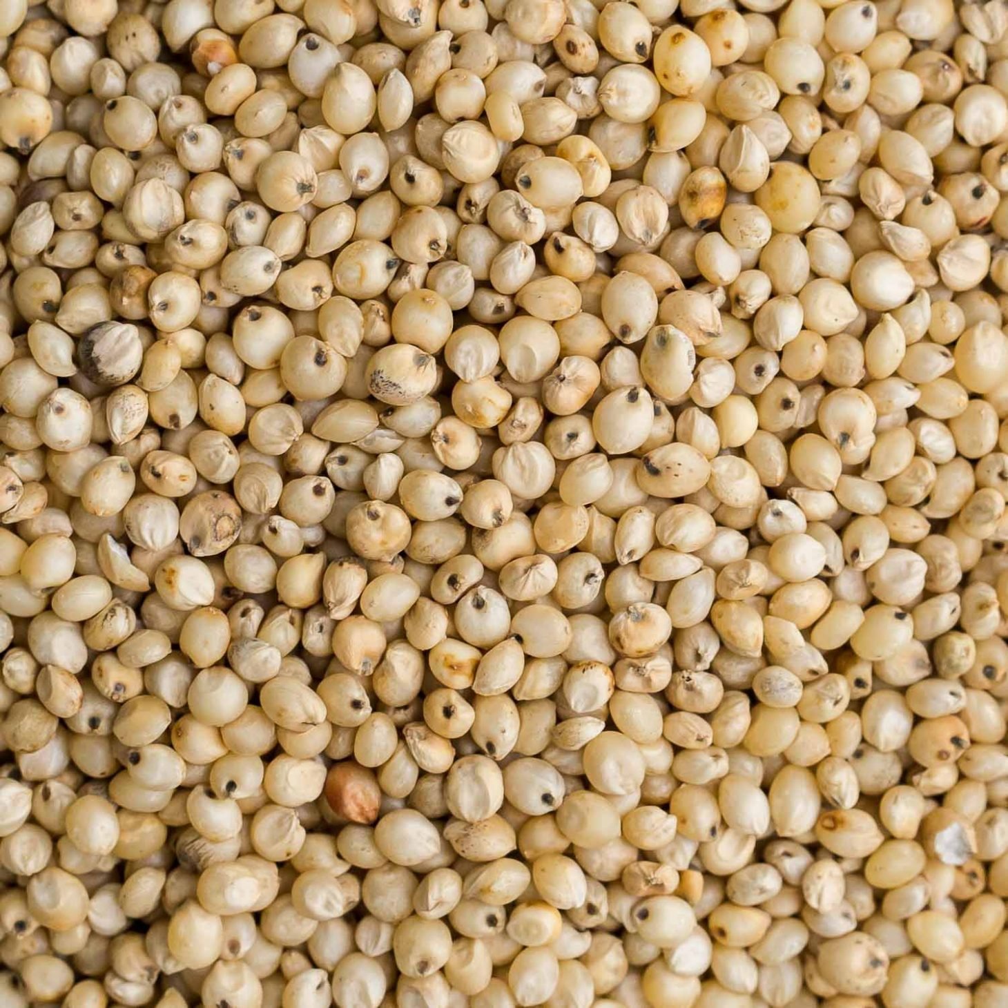 Yellow Sorghum - Premium Quality Jowar Grains, Gluten-free, Rich In Vitamins & Minerals, Ideal For Human Consumption And Animal Feed