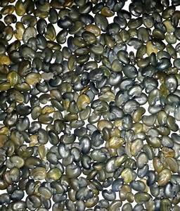 Sunhemp Seeds - Premium Quality, High Purity, Contamination-free With Enhanced Aroma And Long Shelf Life