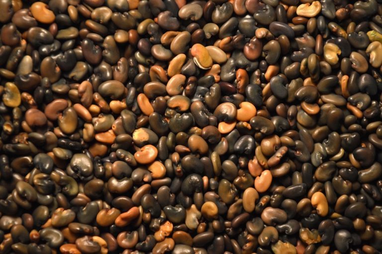 Sunhemp Seeds - Premium Quality, High Purity, Contamination-free With Enhanced Aroma And Long Shelf Life
