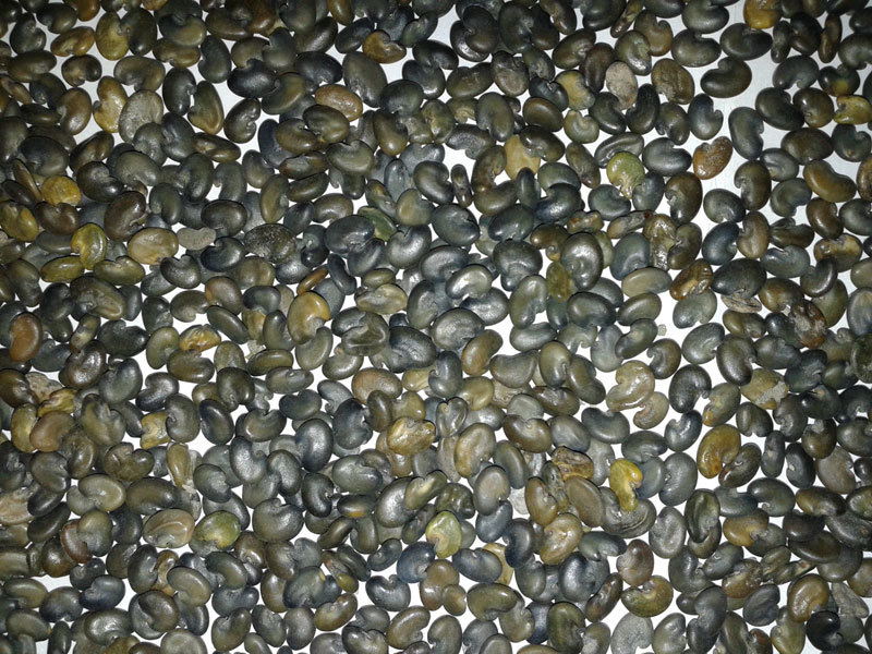 Sunhemp Seeds - Premium Quality, High Purity, Contamination-free With Enhanced Aroma And Long Shelf Life