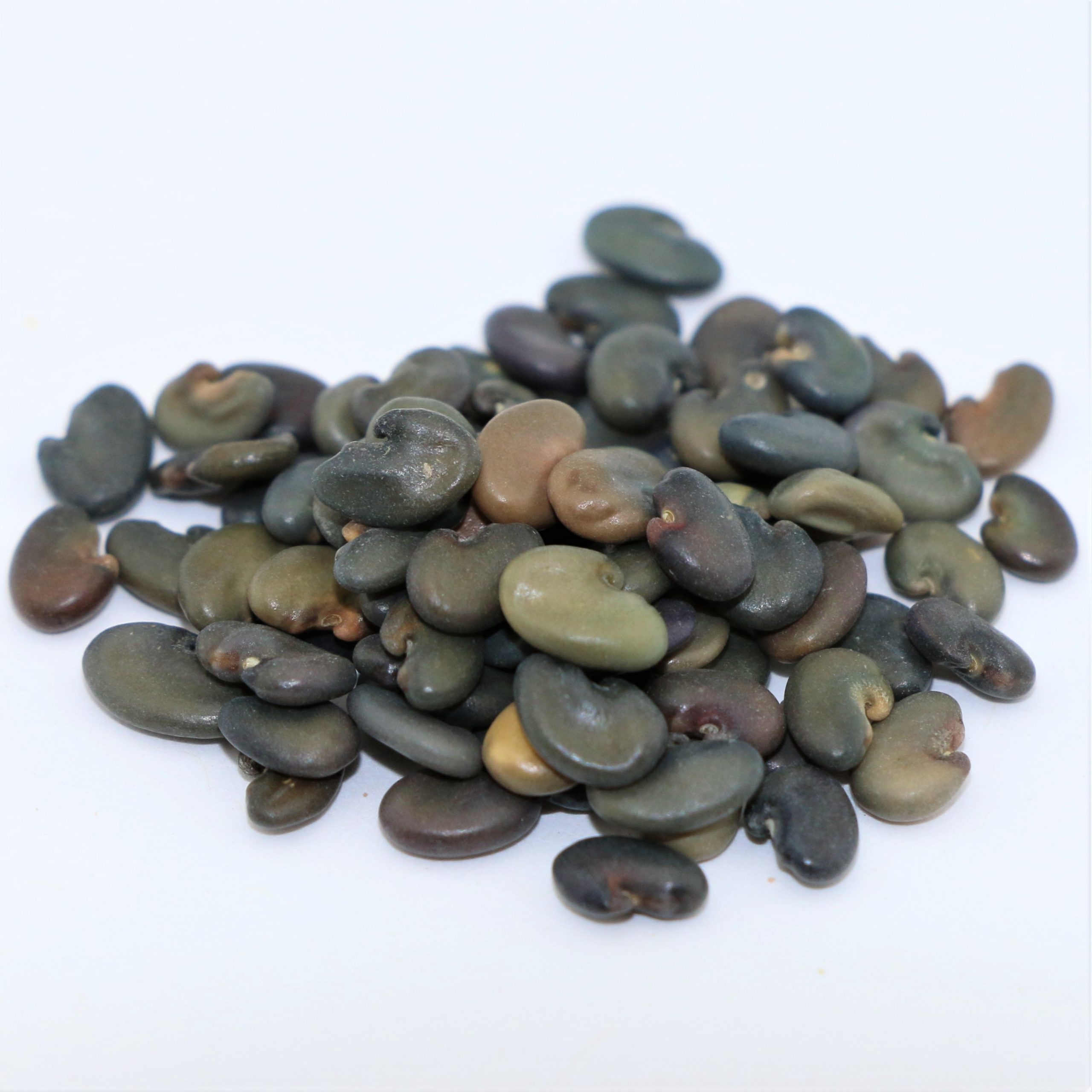 Sunhemp Seeds - Premium Quality, High Purity, Contamination-free With Enhanced Aroma And Long Shelf Life