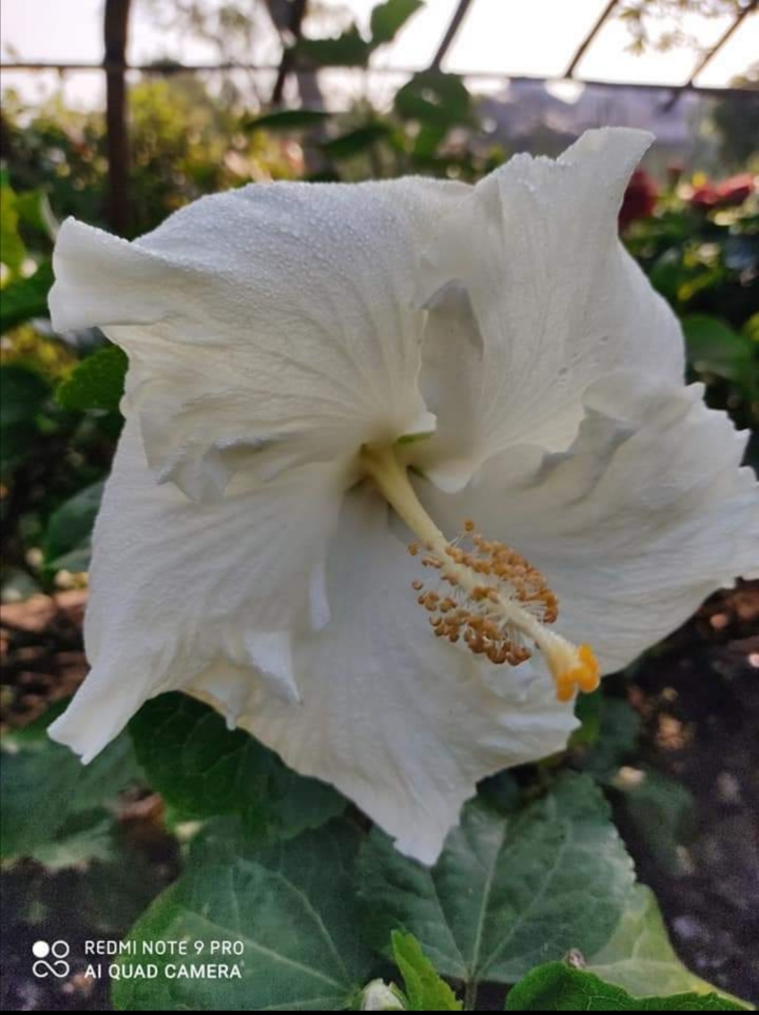 Hibiscus Plant