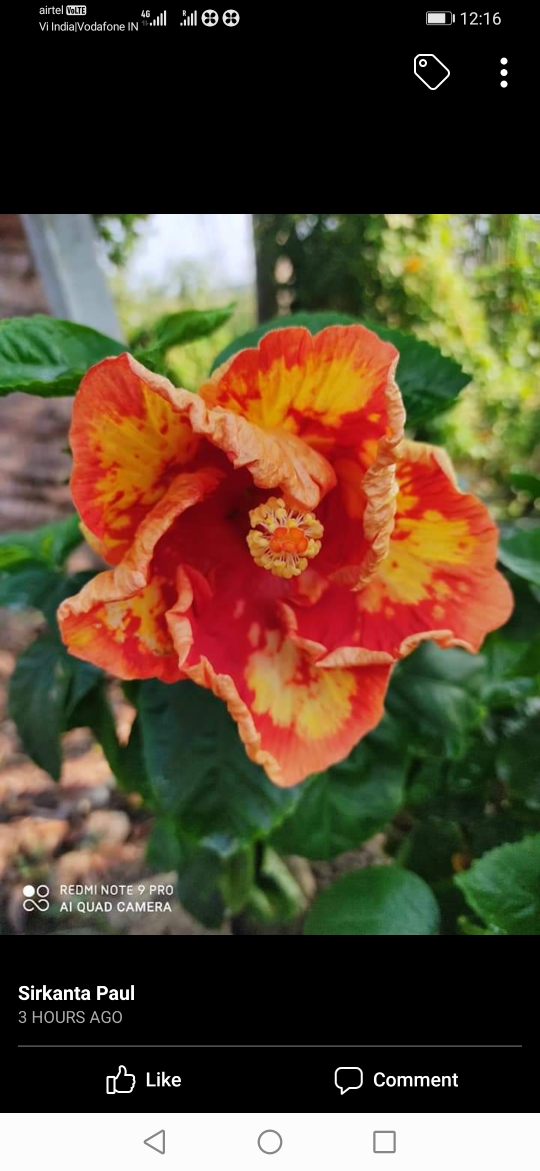 Hibiscus Plant