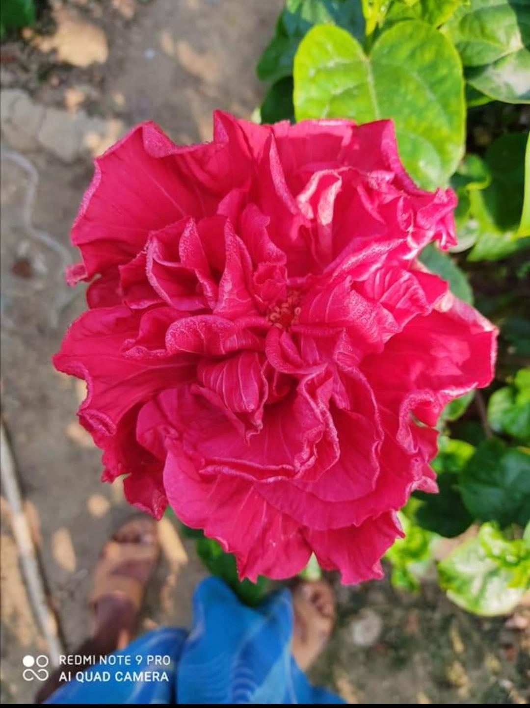 Hibiscus Plant