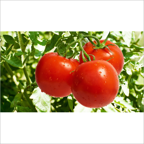 Fresh Red Tomato - Organic Produce, Natural Shape, Rich In Lycopene, Vitamin C, Folate, And Potassium