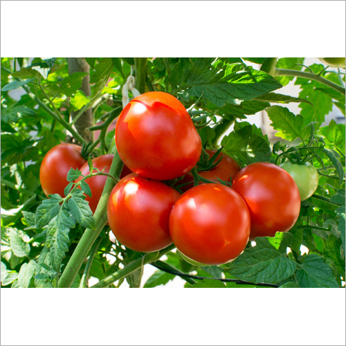 Fresh Red Tomato - Organic Produce, Natural Shape, Rich In Lycopene, Vitamin C, Folate, And Potassium