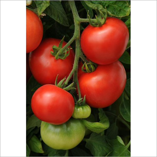 Fresh Red Tomato - Organic Produce, Natural Shape, Rich In Lycopene, Vitamin C, Folate, And Potassium
