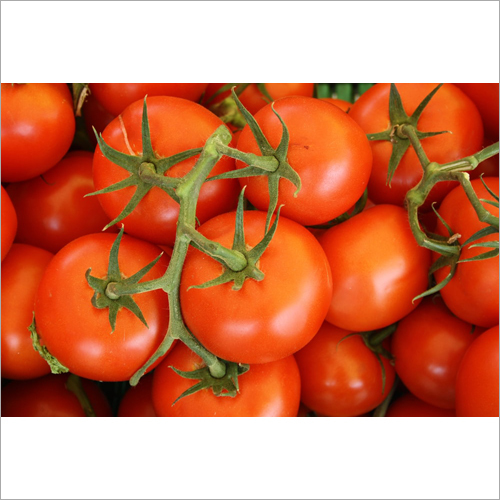 Fresh Red Tomato - Organic Produce, Natural Shape, Rich In Lycopene, Vitamin C, Folate, And Potassium