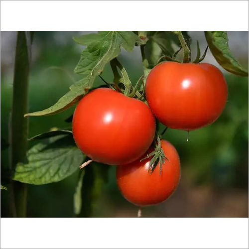 Fresh Red Tomato - Organic Produce, Natural Shape, Rich In Lycopene, Vitamin C, Folate, And Potassium
