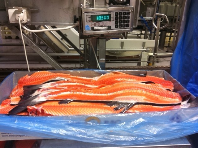 Frozen Atlantic Salmon Fish - 3.5-4.5kg Whole, Boneless, Headless | Block Shape, Salt Preservation, Shelf Life 24 Months, Frozen Style