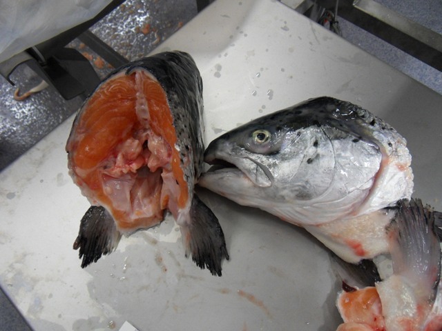 Frozen Atlantic Salmon Fish - 3.5-4.5kg Whole, Boneless, Headless | Block Shape, Salt Preservation, Shelf Life 24 Months, Frozen Style