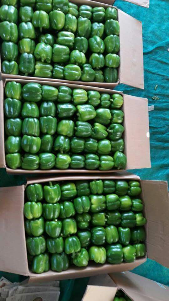 Green Bell Pepper - A Grade Quality, Crisp Texture, Various Sizes Available, Year-round Supply