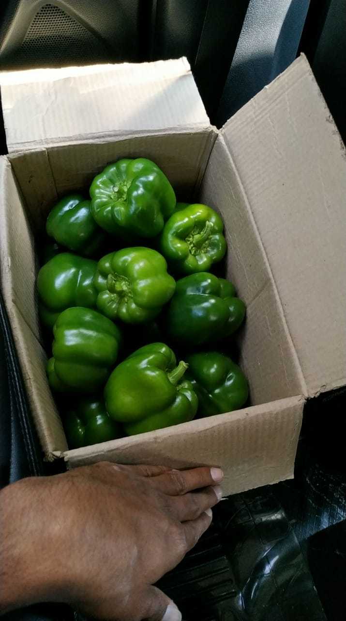 Green Bell Pepper - A Grade Quality, Crisp Texture, Various Sizes Available, Year-round Supply