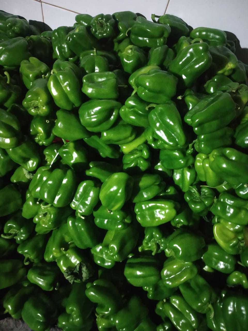 Green Bell Pepper - A Grade Quality, Crisp Texture, Various Sizes Available, Year-round Supply