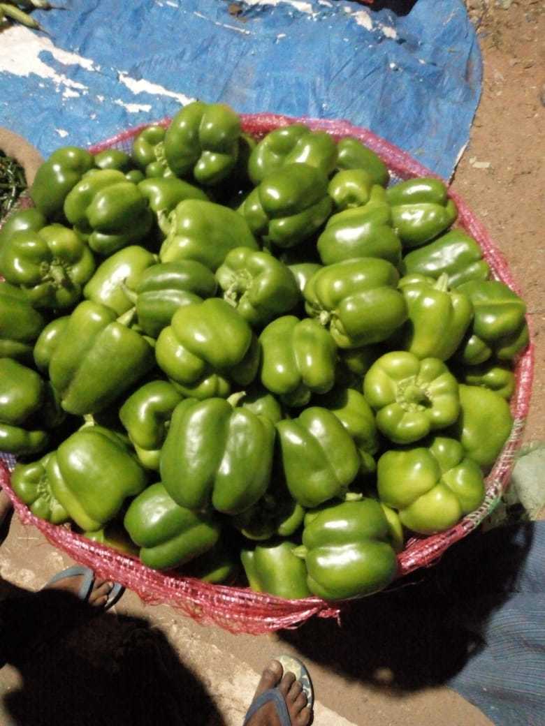 Green Bell Pepper - A Grade Quality, Crisp Texture, Various Sizes Available, Year-round Supply