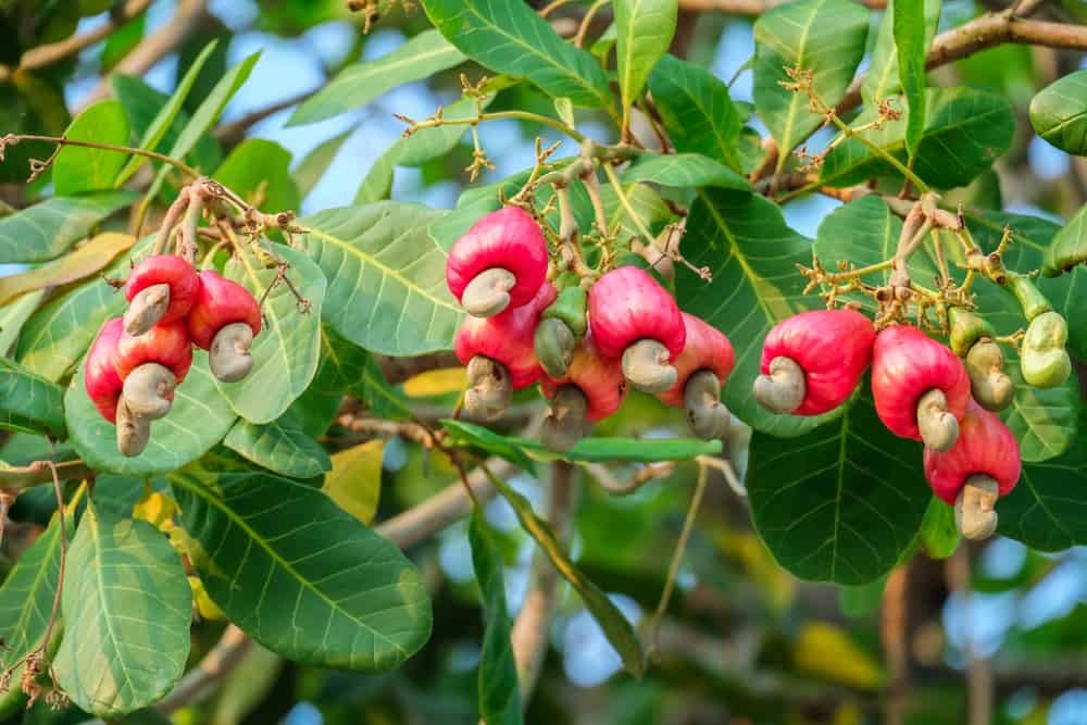 Harvest Cashew Nut - Cultivation Type: Organic