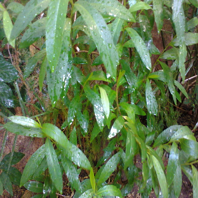 Terminalia Arjuna Bark - Premium Quality Herbal Supplement For Heart Health, Emotional Wellness, 24-month Shelf Life, Recommended For All