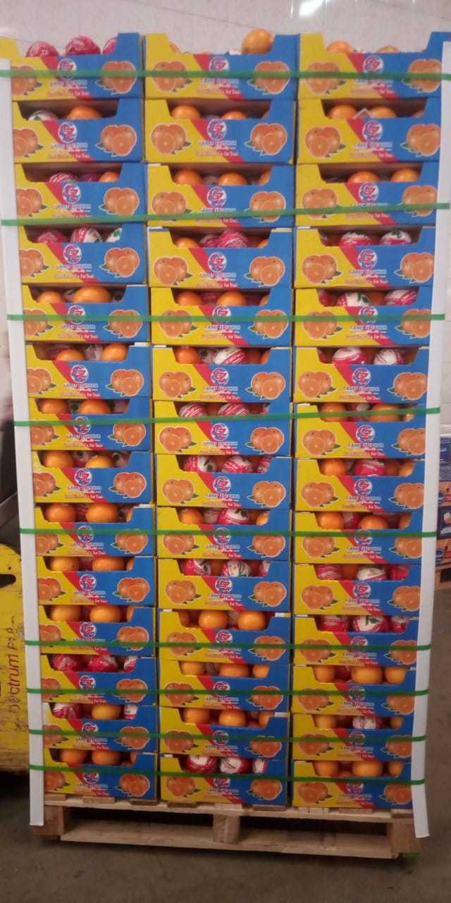 Neval Orange - Fresh Organic Citrus Fruits, Size 22mm To 113mm, Round Shape, Sweet And Easy-to-peel, Suitable For Salads And Baking