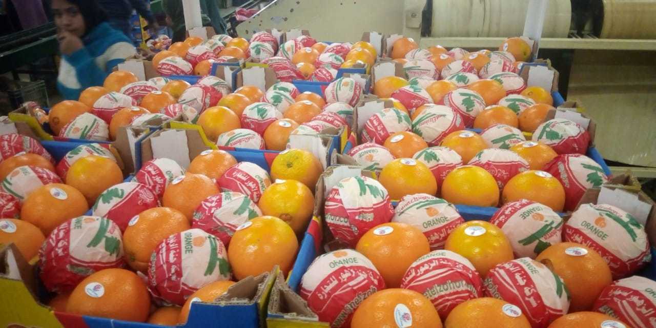 Neval Orange - Size 22mm To 113mm, Organic Citrus Fruit | Sweet Taste, Round Shape, Fresh Crop 2020, Non-glutinous, 15kg Carton