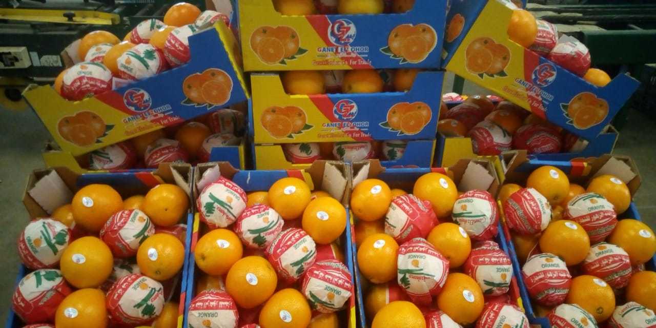 Neval Orange - Size 22mm To 113mm, Organic Citrus Fruit | Sweet Taste, Round Shape, Fresh Crop 2020, Non-glutinous, 15kg Carton