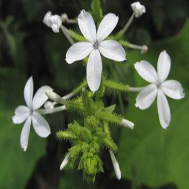 Dried Plumbago Zeylanica L