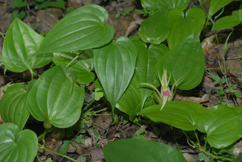 Extract Natural Stemonaceae Leaf Powder Dry Place