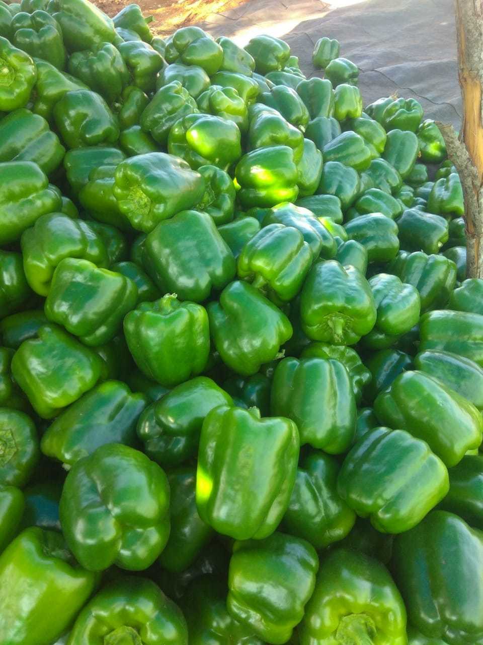 Green Capsicum - Medium Size, Crisp Texture, Mild Taste, 100-150g Weight | A Grade Quality, Bell Shape, Year-round Supply