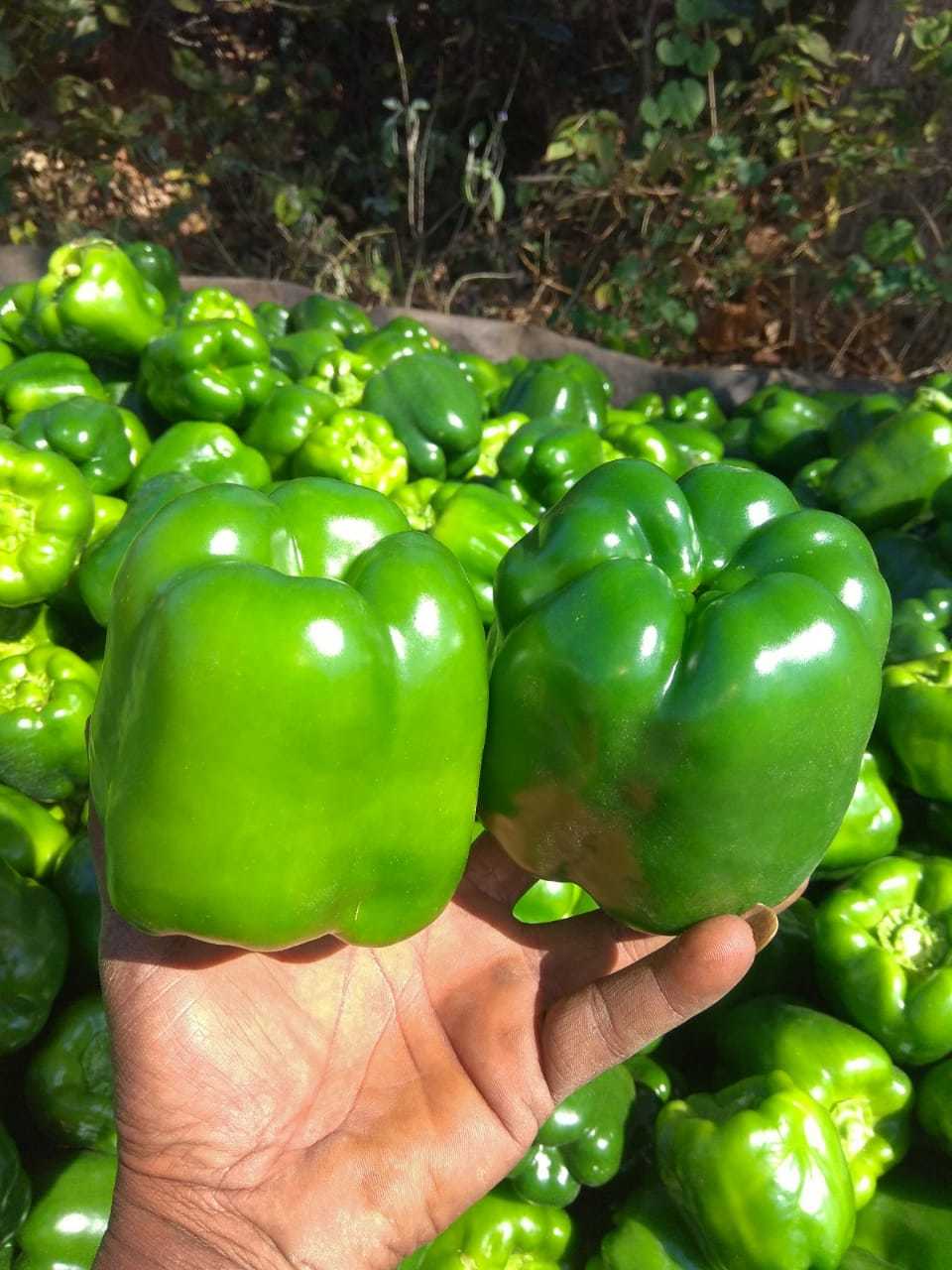 Green Capsicum - Medium Size, Crisp Texture, Mild Taste, 100-150g Weight | A Grade Quality, Bell Shape, Year-round Supply