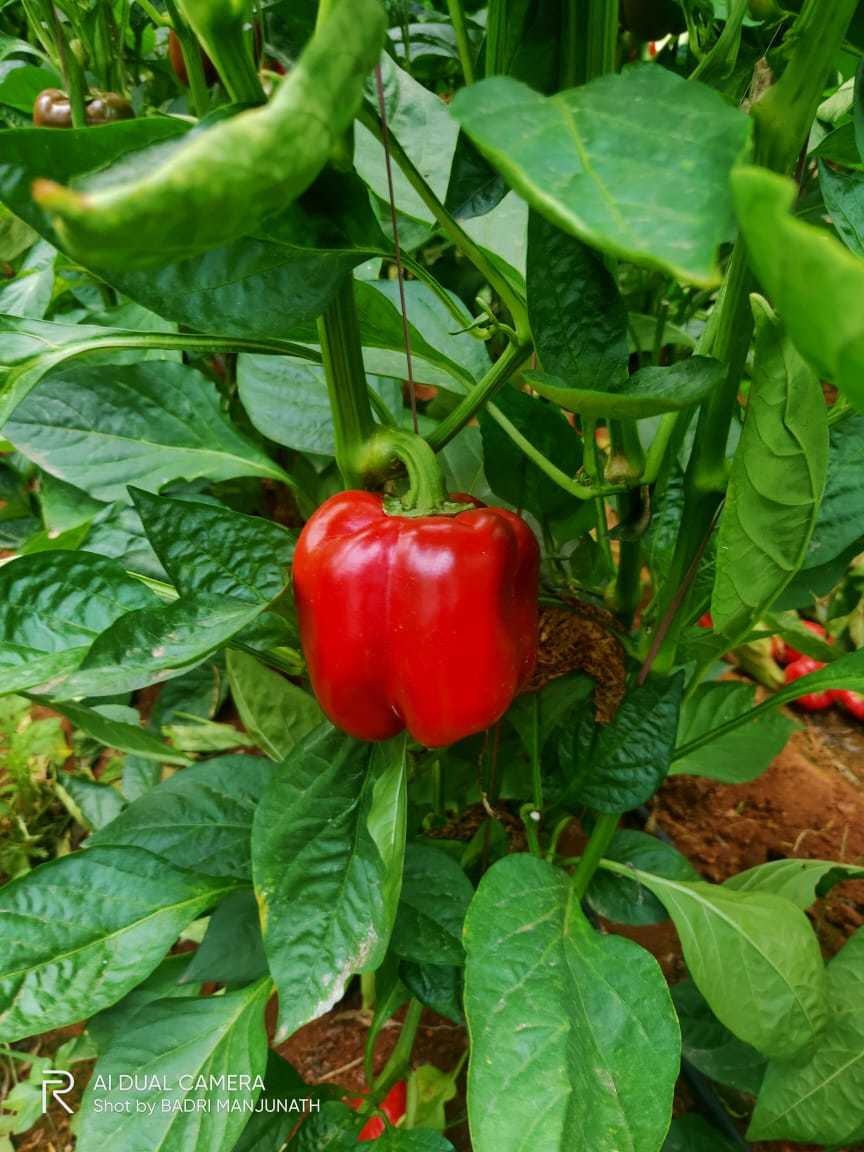A Grade Capsicum - Red And Yellow Varieties, Year-round Supply At Fixed Rates